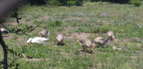 Casa De Campo, Con Asador Criollo Y Pileta
