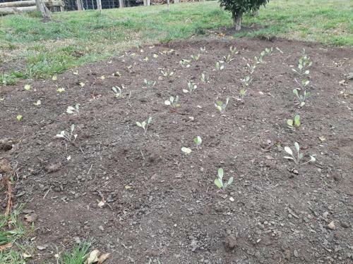 Hotel Pousada Rural Recanto Das Flores