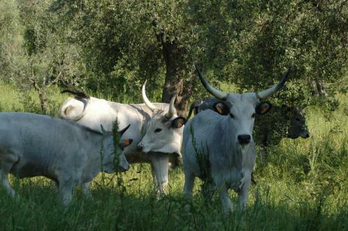 Agroturismo Agriturismo Bio Le Macchie Alte