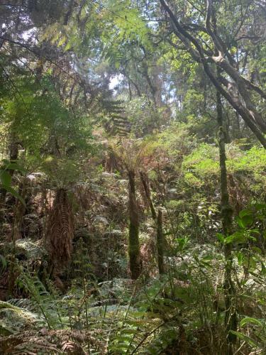 Chal� Arauc�ria Campos Do Jordao