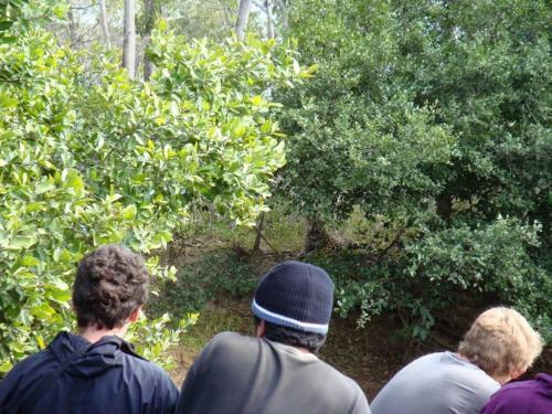 Spot Jaguar Pantanal Sul- Camping - Tour