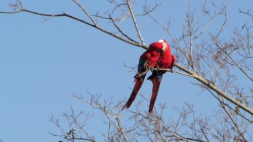 Spot Jaguar Pantanal Sul- Camping - Tour