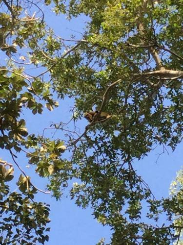 Spot Jaguar Pantanal Sul- Camping - Tour