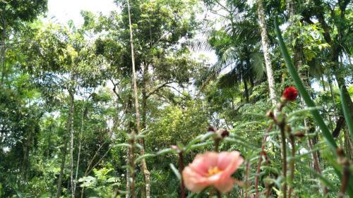 A Bela Casa Da Floresta!