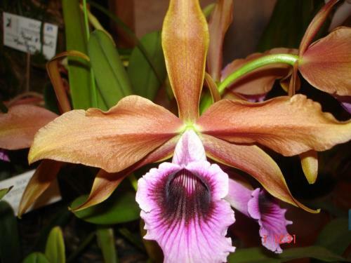 Posada Pousada Das Orquideas De Jau