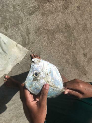 Japara�so II Pr�ximo Ao Mar