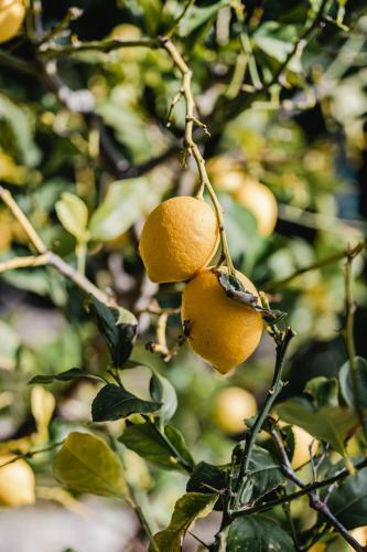 Aurora Apartment & Aurora Room