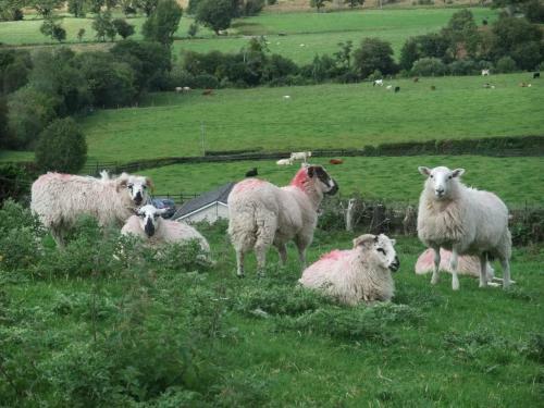 Bed & Breakfast White Heather Farmhouse