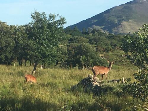 Villa Letterfrack Mountain Farm Cottage