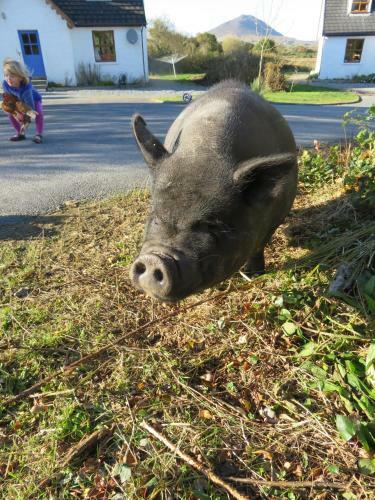 Villa Letterfrack Mountain Farm Cottage