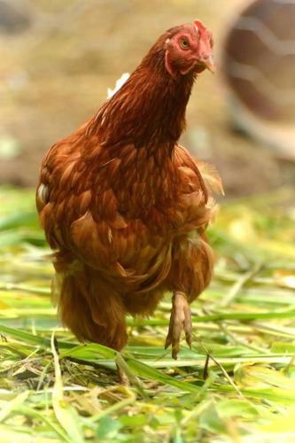 Chal� Nas Agroflorestas - Montanhas Da Mantiqueira