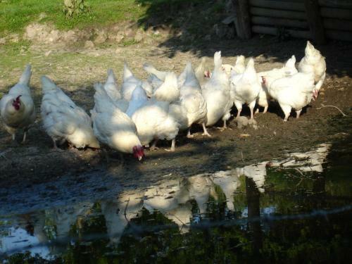 Hostal La Ferme Du Pressoir Guest House