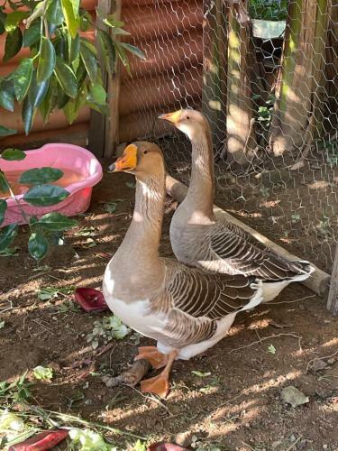 Eco Pousada Vale Do Sossego - Casa Na Ro�a Em Paraty