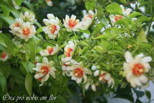 Ekos Guest House - Poa