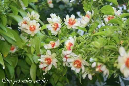 Ekos Guest House - Poa