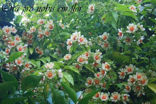 Ekos Guest House - Poa