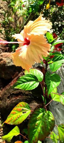 Pipa Centro Casablanca Casa C Piscina