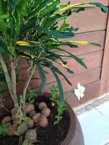 Apartamento Flat Recanto Dos Golfinhos Em Pipa