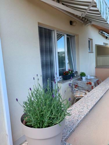 Hostal Guest House Krk Town Centre