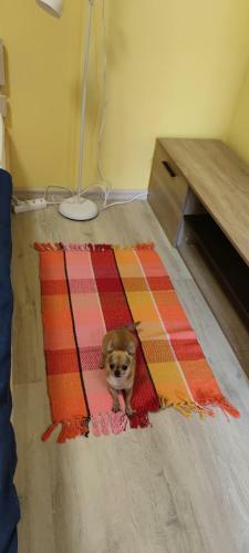 Nagyi Apartman Kecskem�t