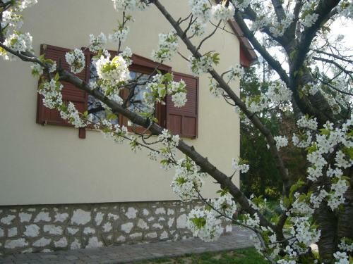 Hostal Cseresznyevir�g Vend�gh�zak