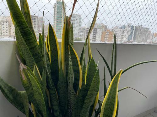 Apartamento Apto Praia Grande