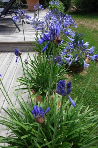 Bed & Breakfast Chambres D'h�tes - La Belmoni�re