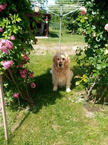 Apartamento Tar Lak Vend�gh�z