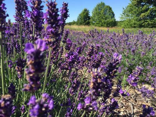 North Lake Villa Plateliai