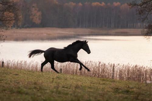 Hostal San Horses The Family