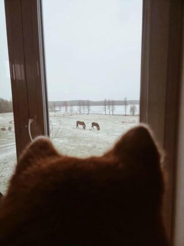 Hostal San Horses The Family