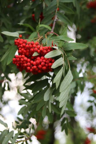 Agroturismo Sodyba Skirvyt?l?s Sod?ius