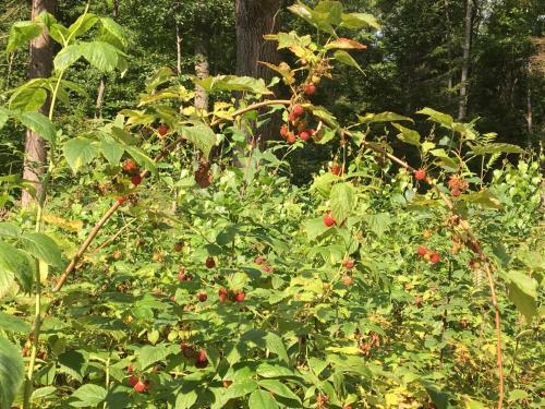 Agroturismo Pr?si?ki? Dvaras