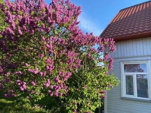Skrunda Apartments Rustic