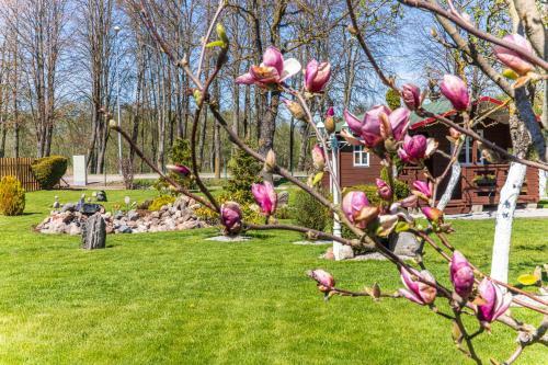 ?aliasis Kampas Nameliai ?ventojoje