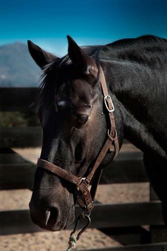 Lantero Horse & Lodge