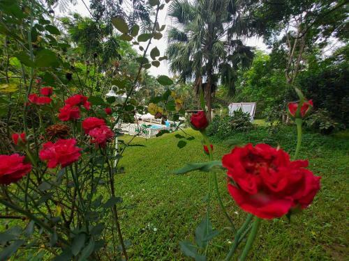 Posada Pousada Hostel Camping Verdejantes