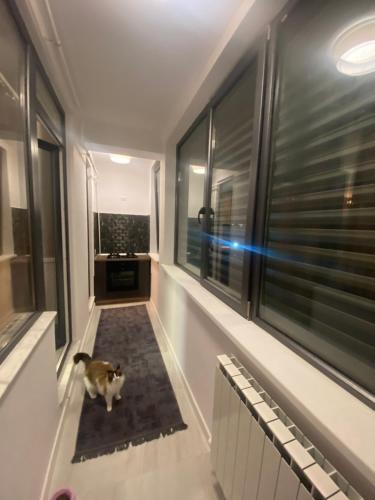 Summer Luxury Apartments