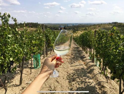 Cozy Rooms In Wine Town - Modra