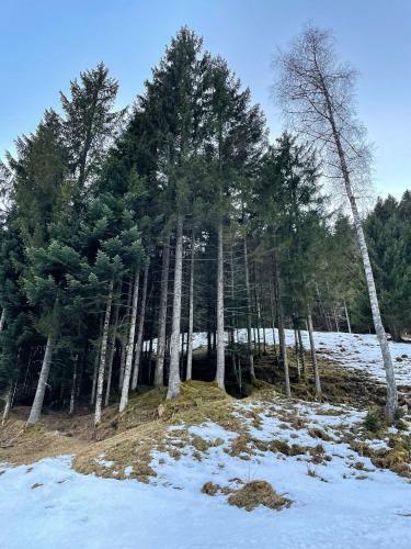 Gozdni Raj Rogla Apartma