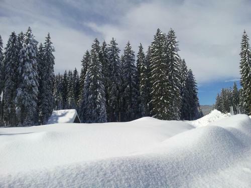 Hotel Jelka Pokljuka