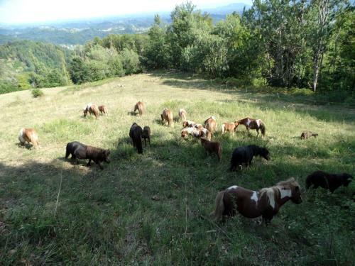 Apartamento Eko Poni Ran? Ogrizek