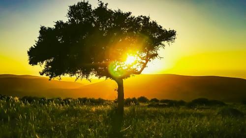 Tayafut Apartments Terrace