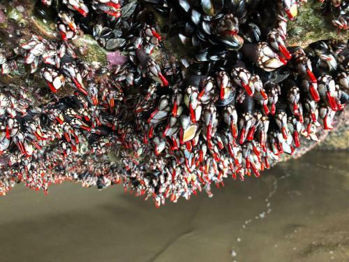 Apartamento Tibougraych Appartement Mirleft