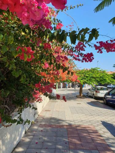 Apartamento Casa Lea (tenerife)