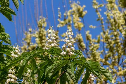 Hostal Pellegrini Luxury Rooms