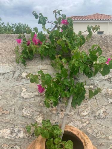 Apartamento Villa 1853, Spetses Ground Floor