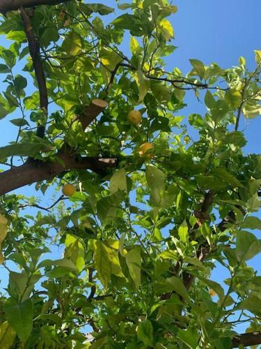 Apartamento Villa 1853, Spetses Ground Floor