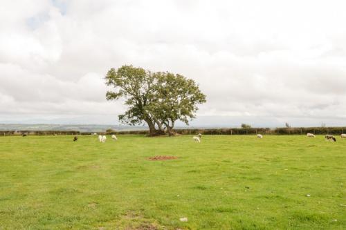 16 Cefn Cwmwd Cottages