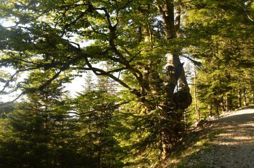 Bed & Breakfast Chalet Ventoux Serein - Chambres D'h�tes